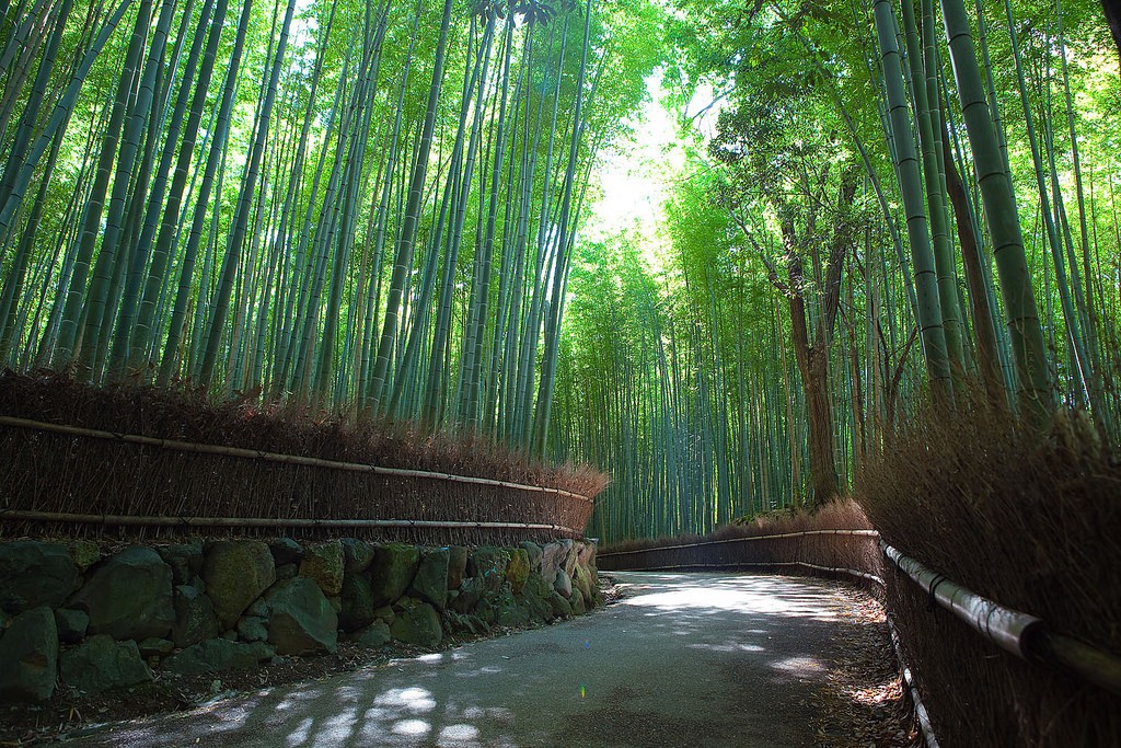 Arashiyama Bamboo Grove 